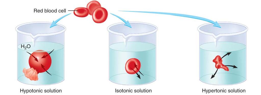 Passive Transport Mechanisms B. Osmosis Tonicity: refers to the cell s shape remaining constant b/c it maintains it s internal pressure 1. Isotonic sol n: no net mvmt of H2O, cell doesn t shape 2.