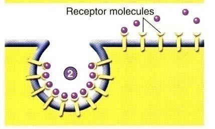 solid particles Receptor