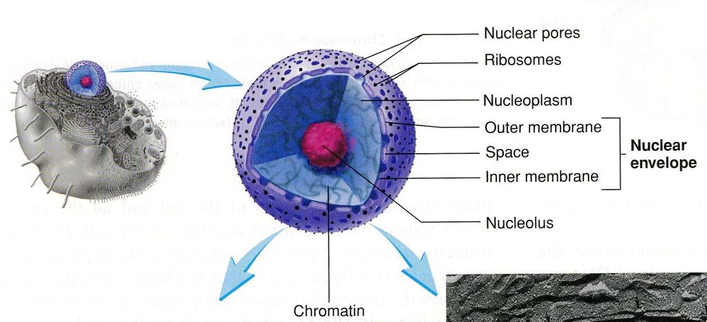 VIII. The Nucleus & Cytoplasmic Organelles A.