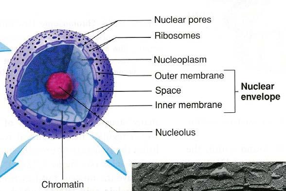 3 Major structures of the nucleus 1.