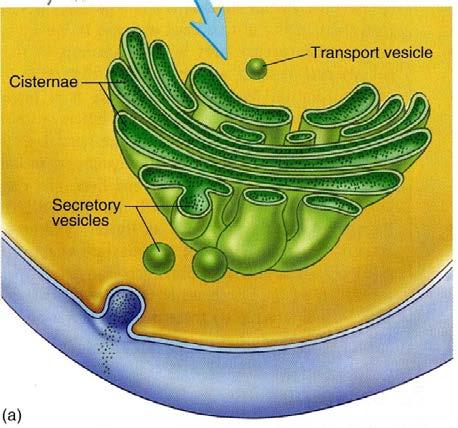 IX. The Nucleus & Cytoplasmic Organelles D. Transport Vesicle membrane bound sack from the ER that goes to the GA for processing E. Golgi Apparatus (GA) F.