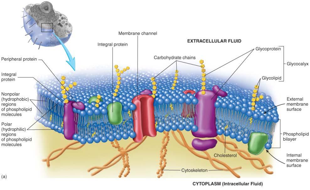 III. Plasma Membrane Outer most component of the cell Fxns as a boundary to separate inside from outside of the cell (intra vs extra cellular) Encloses and supports the cell s contents Attaches the