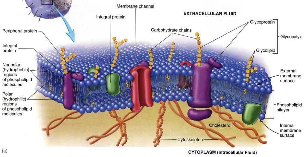III. Plasma Membrane Terminology Intracellular: (Intra- Inside) inside the cell Extracellular: (Extra- Outside) outside of the cell Intercellular: (Inter- Between) from 1 cell to another