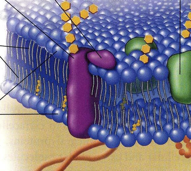 IV. Membrane Lipids Phospholipids (PL s): Predominant lipid in membrane