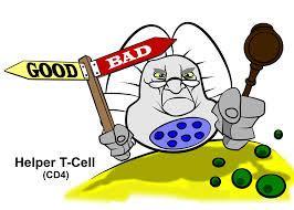 What are Helper T Cells?