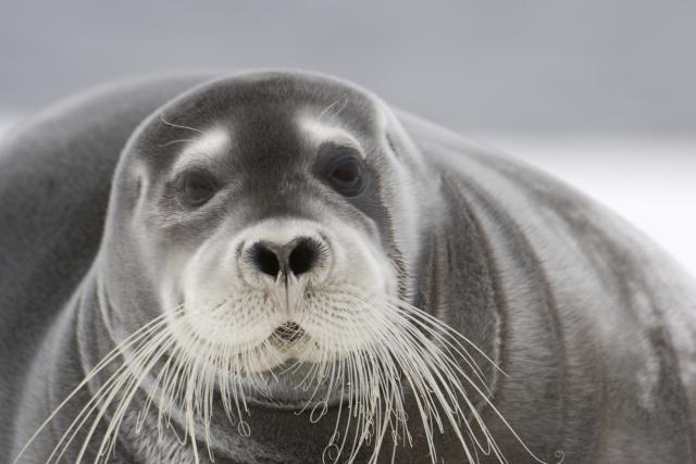 Introduction We have researched the impacts and management of seals in response to a warming Pacific Ocean. In this paper, we will discuss our target species that reside in the Bering Sea.
