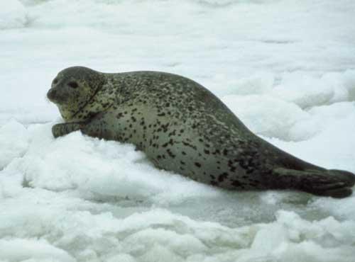 depending on when they survive from predators. The sleep on land, islands, floating, and during winter (Spotted (Largha) 