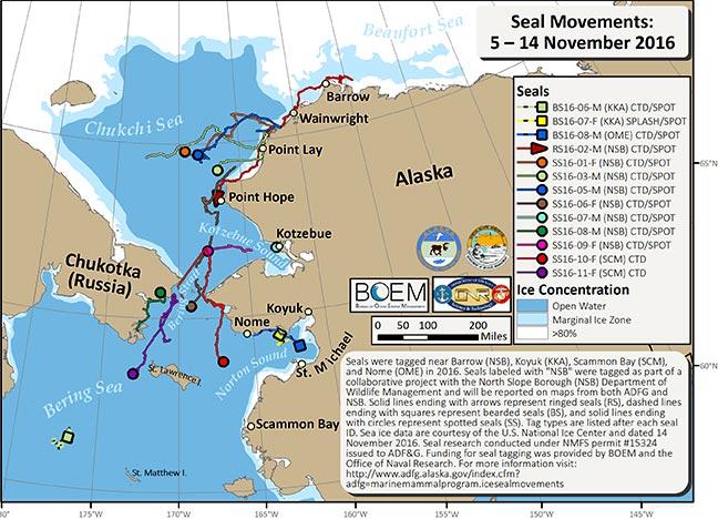 Figure 3: Seal movements from November 5-14, 2016.