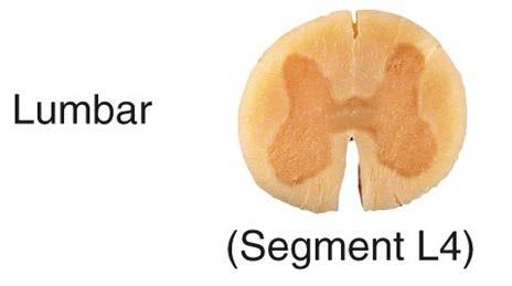 Spinal Cord Segments Large anterior