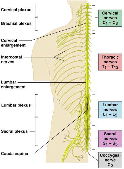 Spinal Nerves 31 Pairs attached to Spinal Cord 8 Cervical 12 Thoracic 5 Lumbar 5 Sacral 1 Coccygeal 4 Spinal Plexuses Cervical Brachial Lumbar Sacral 2 Enlargements Cervical Enlargement (C 3 or C 4