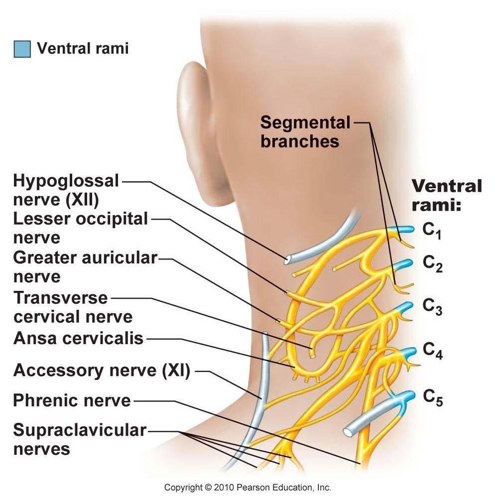 Cervical Plexus Phrenic Innervate diaphragm Irritaion