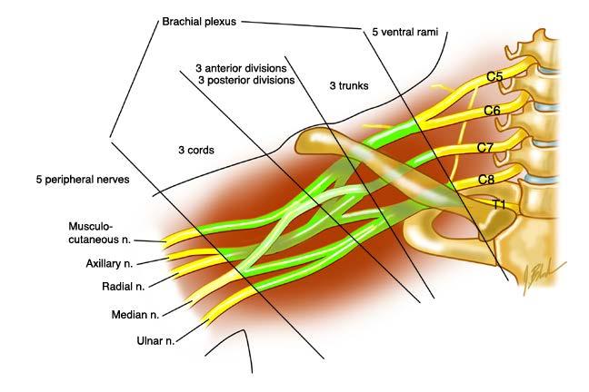 Axillary Innervate shoulders area Deltoid, teres minor Brachial Plexus Ulnar Innervate flexors Flexor carpi ulnaris, flexor digitorum profundis, lumbricals, opponens digiti minimi, flexor digiti