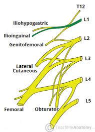 Lumbar Plexus Femoral Innervate anterior compartment of the thigh Innervate