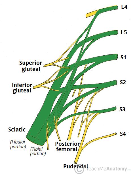 Sacral Plexus Pudendal Innervate penis and anal sphincter Sciatic (upper leg) Posterior compartment of the thigh Pass under piriformis muscle and moves down the posterior leg Tibial (lower leg &