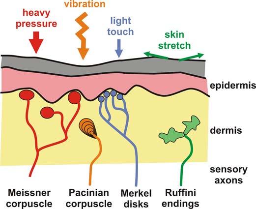 General Senses Sensory receptors respond to changes from the environment Unencapsulated (free) or encapsulated Sensory Receptors (classified by stimulus type) Mechanoreceptor: mechanical force
