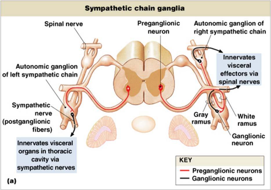 Ganglion: a nerve cell