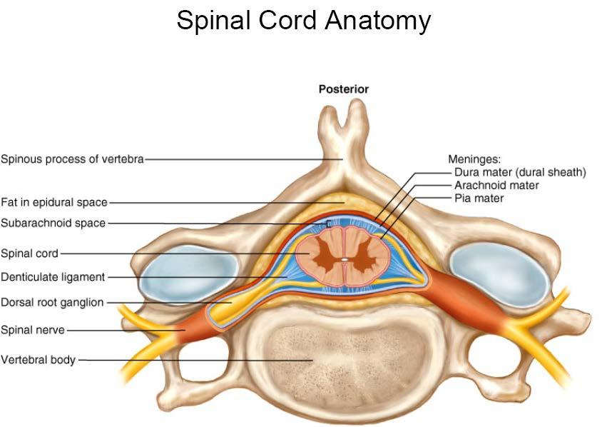 CNS-Spinal Cord Transverse view D-outer, thickest A-middle, spider