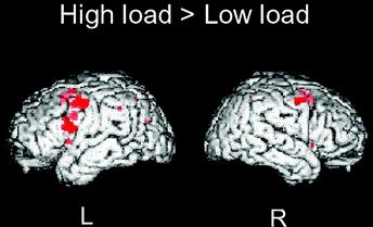 Working Memory in Visual Selective Attention Goldsmiths Research Online 4 Fig. 2. Activity related to working memory load.