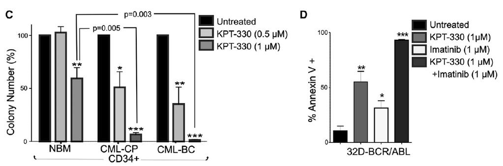 Selinexor (KPT-330) decreased the survival and clonogenic potential in CML-BC and