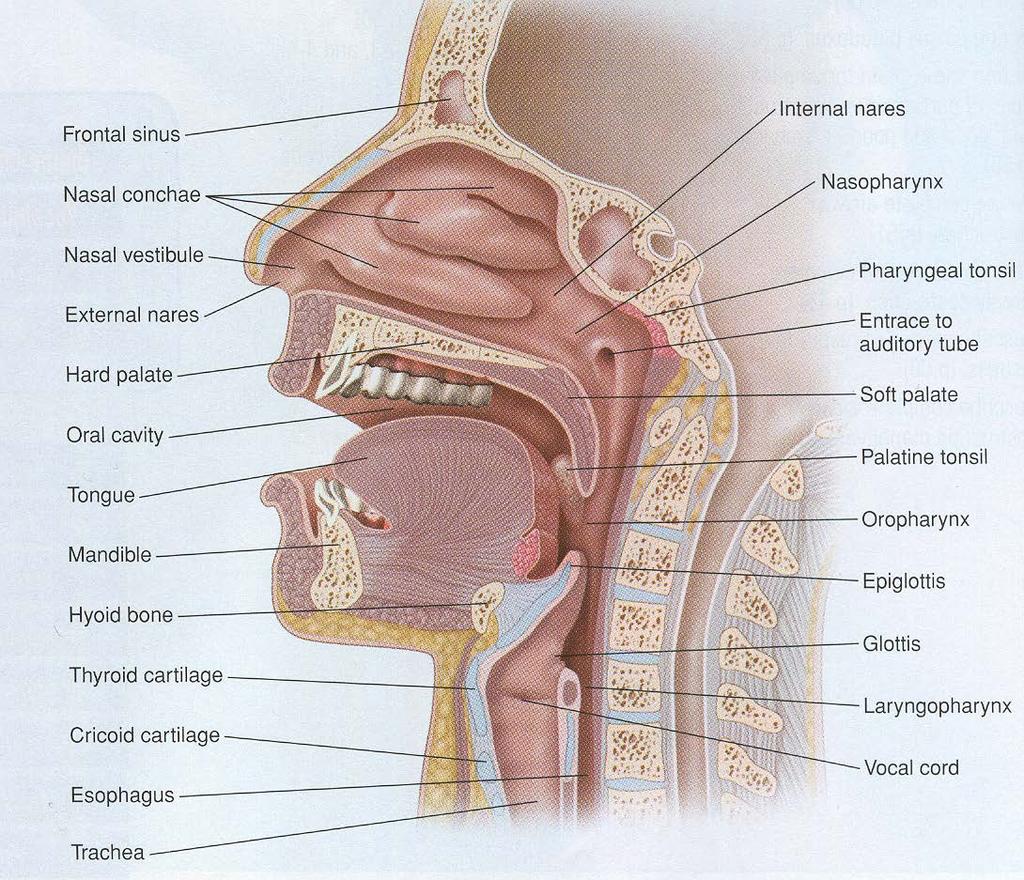 Anatomy of the Upper Airway Tongue