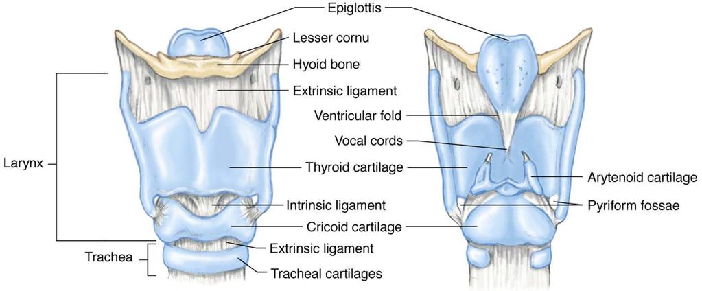 Internal Anatomy of the Upper