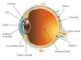 B. Structures of the eye 1. Sclera: mostly white part of eye that provides protection and structure 2.