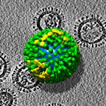 Influenza Viruses Influenza viruses contains two glycoproteins: hemagglutinin (HA) and neuraminidase (NA). These two proteins determine the subtypes of Influenza A virus.