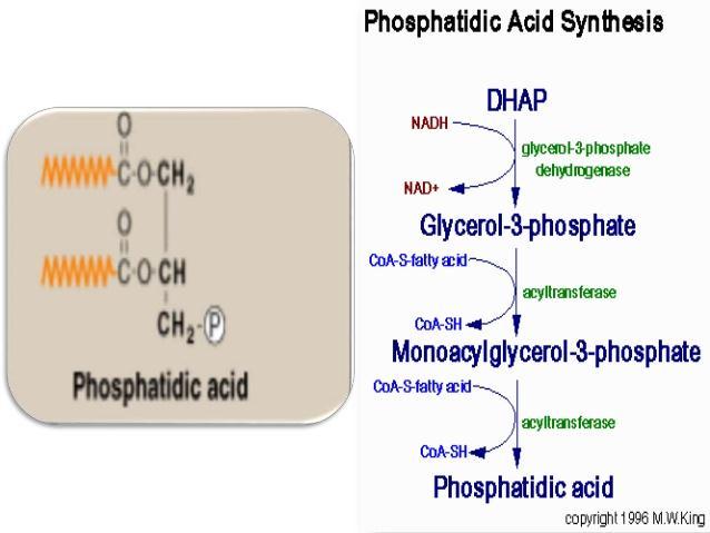 A. Phosphatidic acid PA is the