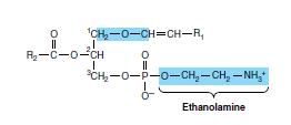 Types of phospholipids (4) (5) Stearic acid Arachidonic acid inositol Phosphatidyl inositol Phosphatidyl inositol 4,5 bisphosphate has a role in