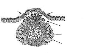 M-Cell Organization of O-MALT LUMEN Follicle-associated epithelium Dome