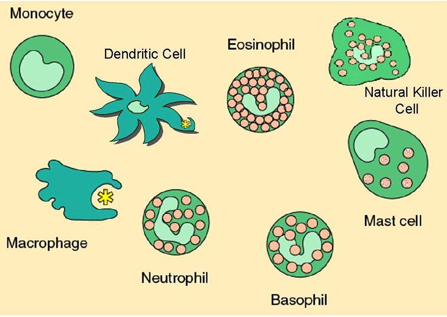 Specific Immune Responses When a pathogen infects a cell, the body produces