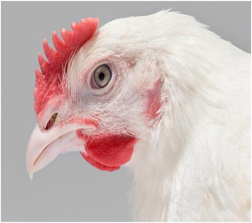 Conclusion Hatchery vaccination brings more than a better Vaccination It changes the Poultry Production process: * Allowing a better process control * Simplifying management
