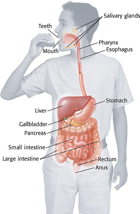 large intestine rectum anus Gallbladder Salivary glands Digestion The process of breaking down food into a form that can pass from your digestive tract into the bloodstream Two types of digestion 1.