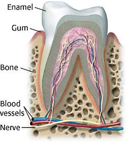 As you chew, food mixes with saliva Saliva is made in salivary glands located in the mouth contains an enzyme that begins the chemical digestion of