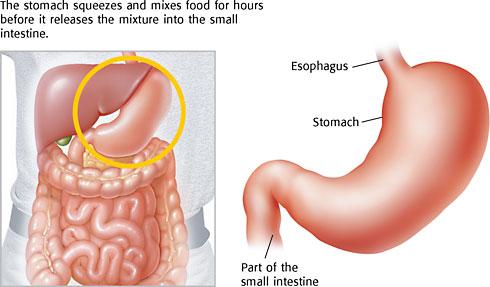 Stomach muscular, saclike, digestive organ attached to the lower end of the esophagus.