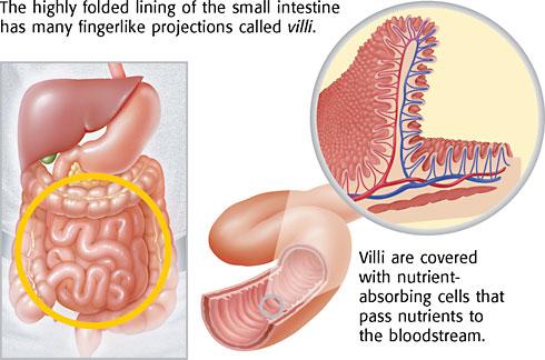 Most chemical digestion takes place after food leaves the stomach Proteins, carbohydrates, and fats in the chyme are digested by the small intestine and fluids from the pancreas Pancreas an oval