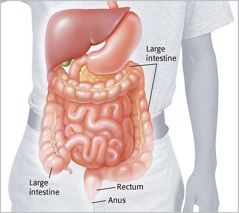 Gallbladder Small, saclike organ where bile is temporarily stored Bile A liquid that breaks large fat droplets into very small droplets squeezed from the gallbladder into the small intestine This