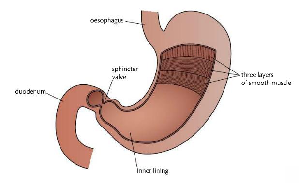 Stomach a large, expandable, muscular and glandular organ Churns and grinds bolus into smaller pieces (mechanical digestion) by muscular contractions Food