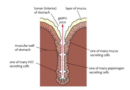 Composition of Gastric Juice Image