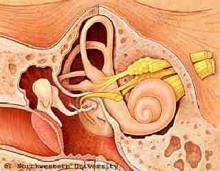 Middle Ear bones Semicircular Canals Vestibular and Auditory Nerves Cochlear spiral Stapedius muscle