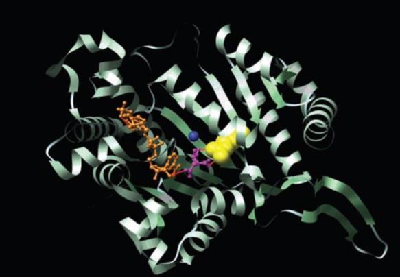IDH-Mutation is Carcinogenic Mutant IDH generates 2-hydroxyglutarate (2- HG) Disrupts chromatin structure Global hypermethylation/