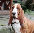 43 Grooming: 222 Eye, hip dysplasia, blood disorders German Shepherd Dog (long coated)