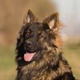 epilepsy, gastric torsion, multiple cancers German Shepherd Dog (short coated) 21 Grooming: 90