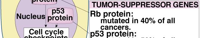 Most proto-oncogenes have important functions in the development or