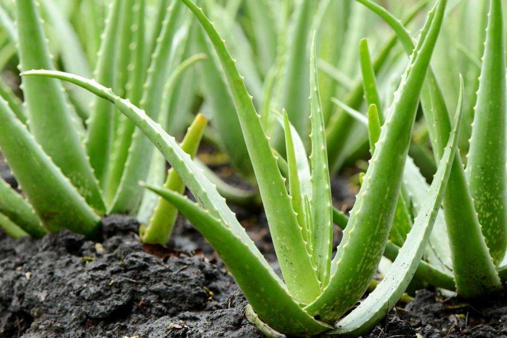 The Uniqueness of Aloe Vera Aloe Vera extends well beyond sunburn relief.