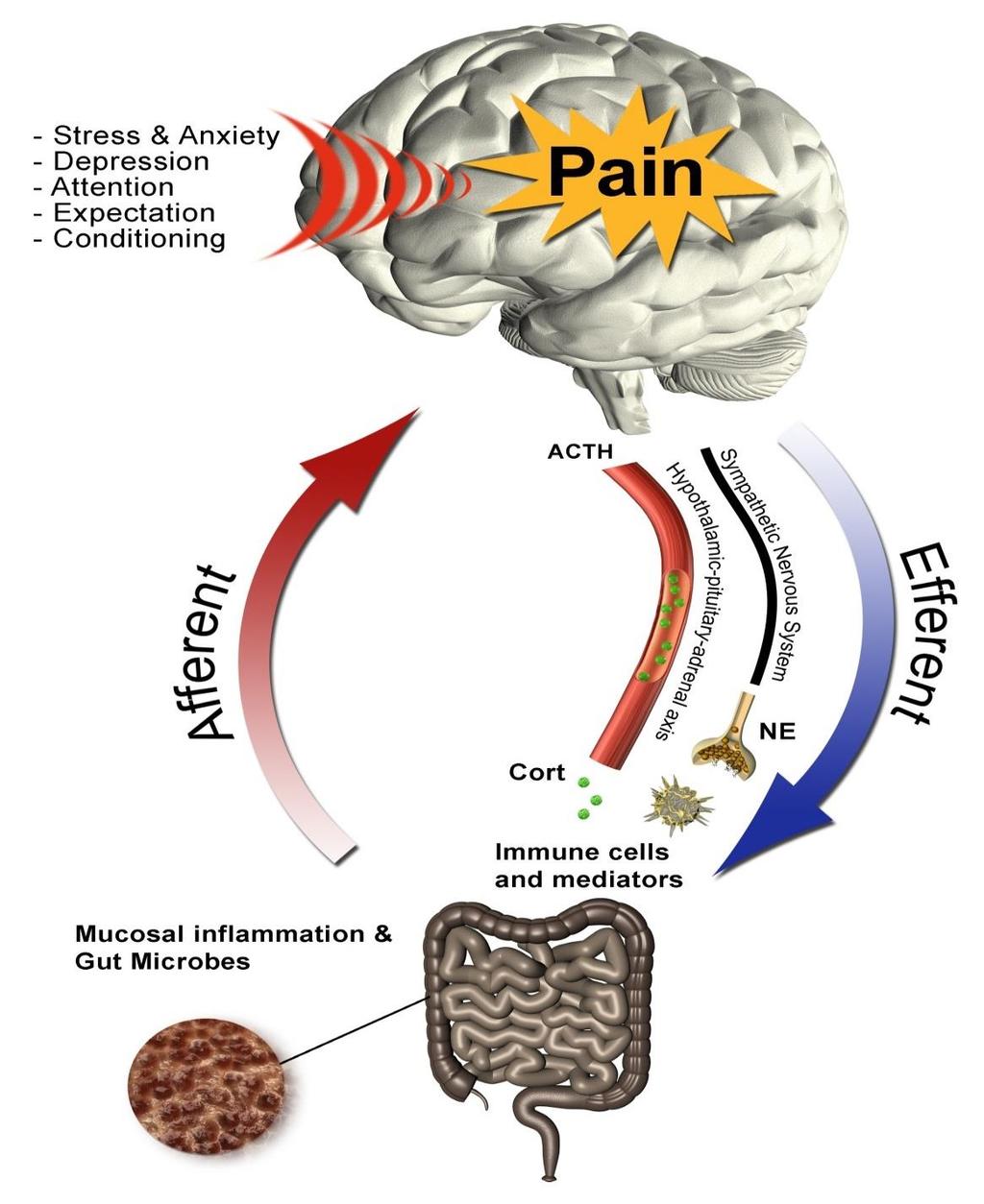 Education about Brain-Gut-Pain Connection PSYCHOLOGICAL Mood Cognitions Personality Suffering
