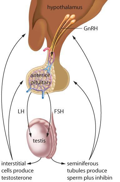 Negative Feedback Loop To maintain secondary sex characteristics Hypothalamus releases GnRH Anterior pituitary releases FSH and LH LH causes interstitial cells in