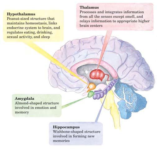 LP 5C Drugs and alcohol 14 Alcohol and the Brain Image source: Hockenbury and Hockenbury Alcohol affects the hippocampus, impairing the ability to form new memories even in low doses before an exam