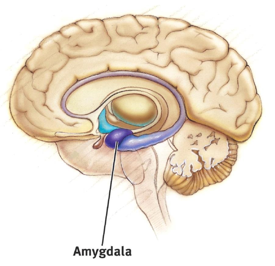 The amygdala regulates