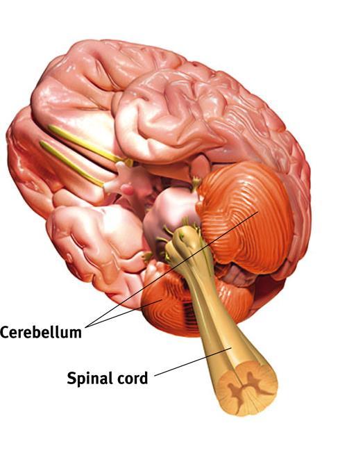 The cerebellum, or